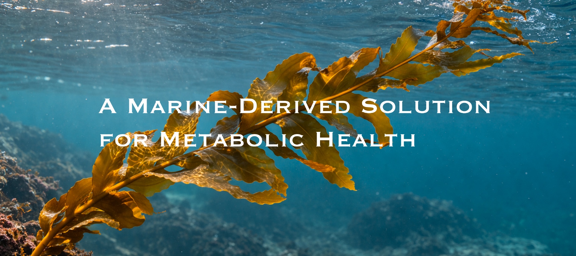 A Marine-Derived Solution for Metabolic 